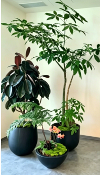 宁波绿色植物租用商家-江北花木租摆服务商列表-海曙花卉租赁设备-镇海绿植租摆摆放方式